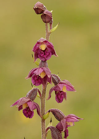 Dark-red Helleborine Epipactis atrorubens