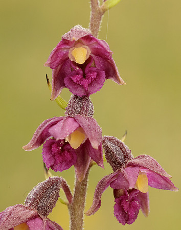 Dark-red Helleborine Epipactis atrorubens