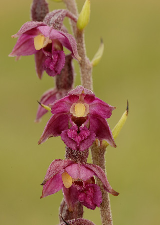 Dark-red Helleborine Epipactis atrorubens