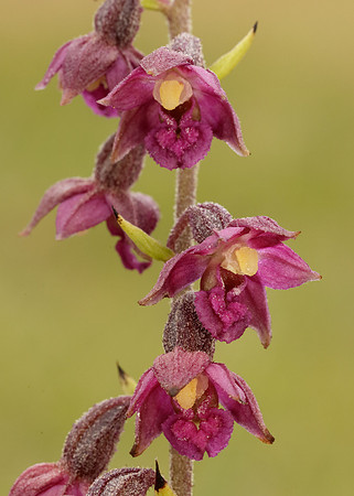 Dark-red Helleborine Epipactis atrorubens