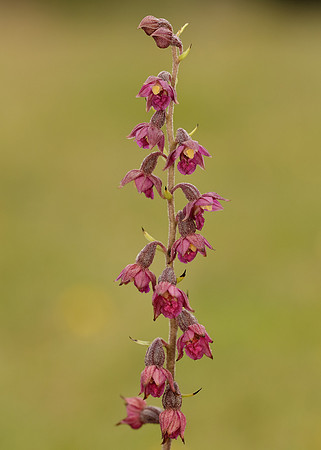 Dark-red Helleborine Epipactis atrorubens