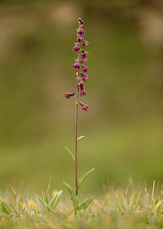 Dark-red Helleborine Epipactis atrorubens