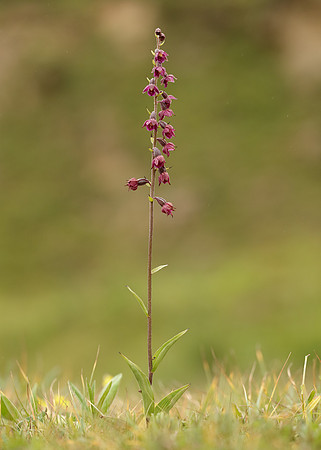 Dark-red Helleborine Epipactis atrorubens