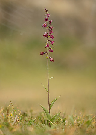 Dark-red Helleborine Epipactis atrorubens