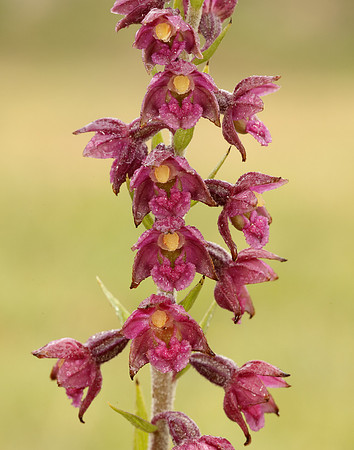 Dark-red Helleborine Epipactis atrorubens