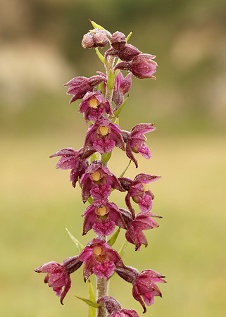 Dark-red Helleborine Epipactis atrorubens