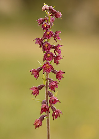 Dark-red Helleborine Epipactis atrorubens
