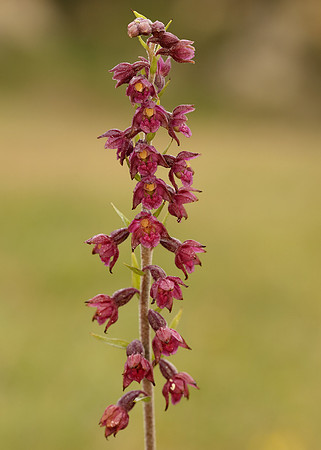 Dark-red Helleborine Epipactis atrorubens