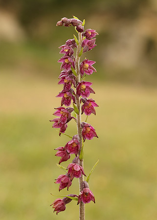 Dark-red Helleborine Epipactis atrorubens