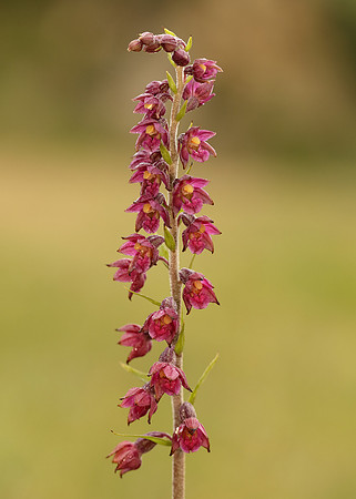 Dark-red Helleborine Epipactis atrorubens