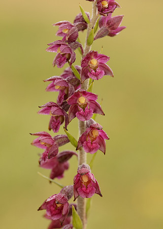 Dark-red Helleborine Epipactis atrorubens