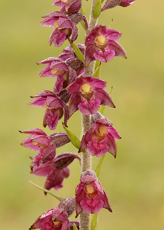 Dark-red Helleborine Epipactis atrorubens