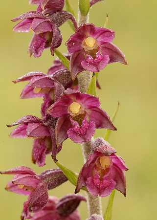 Dark-red Helleborine Epipactis atrorubens