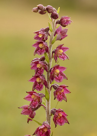 Dark-red Helleborine Epipactis atrorubens