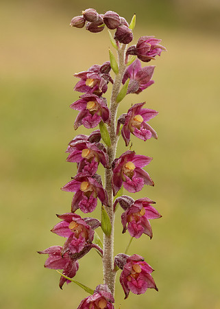 Dark-red Helleborine Epipactis atrorubens