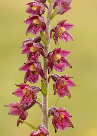 Dark-red Helleborine Epipactis atrorubens