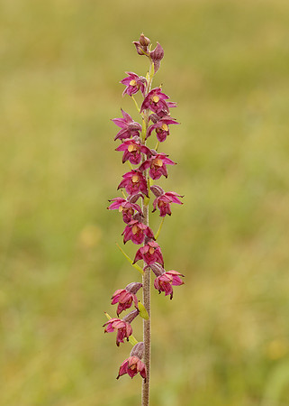 Dark-red Helleborine Epipactis atrorubens