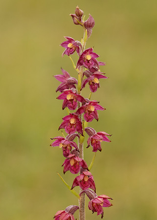 Dark-red Helleborine Epipactis atrorubens