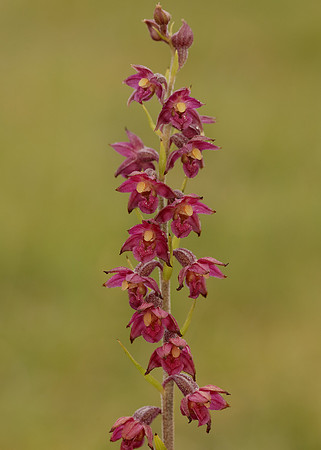 Dark-red Helleborine Epipactis atrorubens