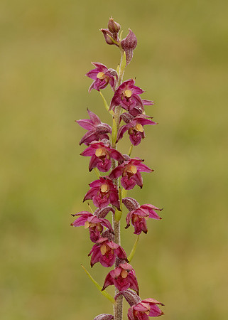 Dark-red Helleborine Epipactis atrorubens