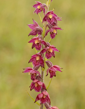 Dark-red Helleborine Epipactis atrorubens