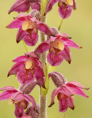 Dark-red Helleborine Epipactis atrorubens