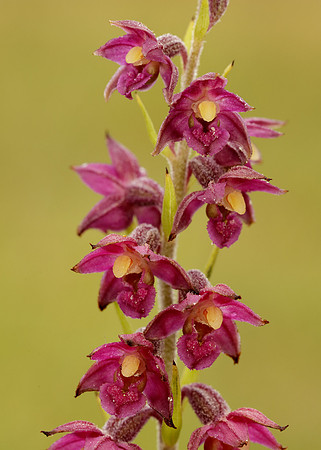 Dark-red Helleborine Epipactis atrorubens