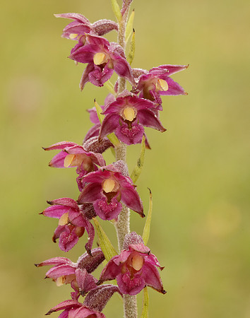 Dark-red Helleborine Epipactis atrorubens