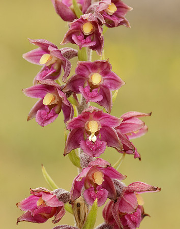 Dark-red Helleborine Epipactis atrorubens