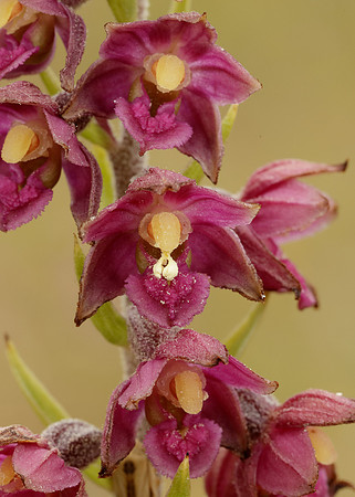 Dark-red Helleborine Epipactis atrorubens