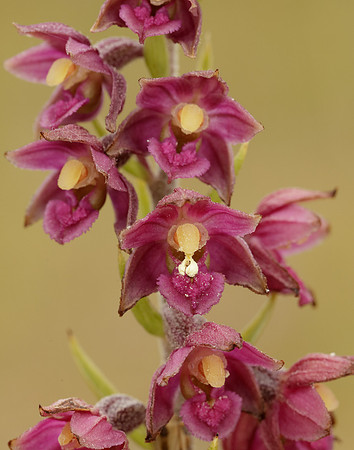 Dark-red Helleborine Epipactis atrorubens