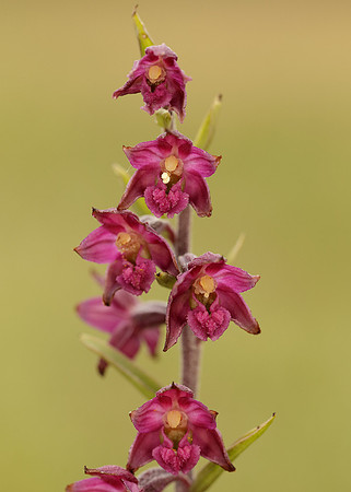 Dark-red Helleborine Epipactis atrorubens