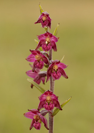 Dark-red Helleborine Epipactis atrorubens