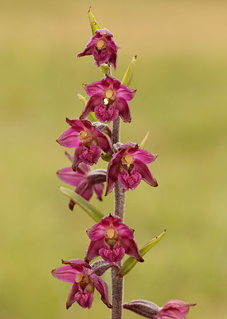 Dark-red Helleborine Epipactis atrorubens