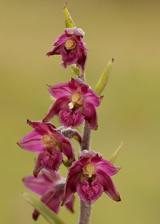 Dark-red Helleborine Epipactis atrorubens