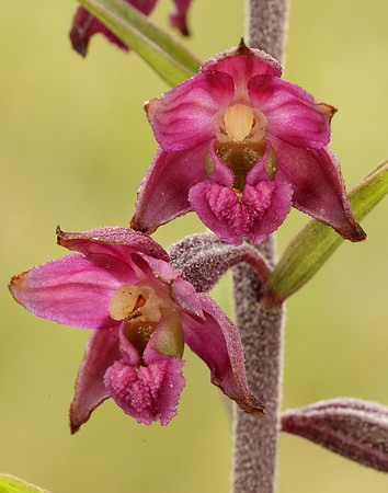 Dark-red Helleborine Epipactis atrorubens