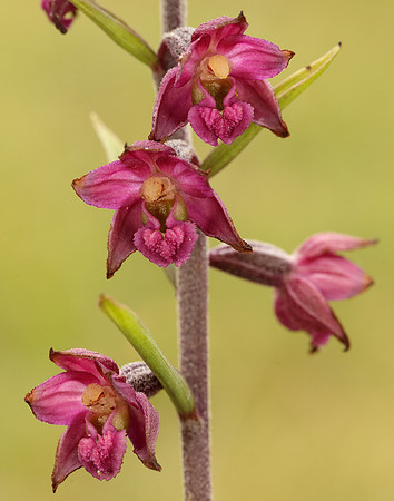 Dark-red Helleborine Epipactis atrorubens