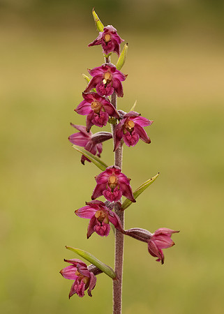 Dark-red Helleborine Epipactis atrorubens