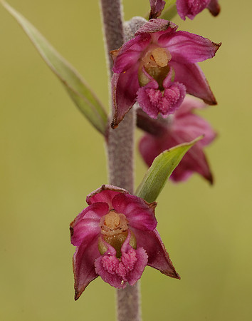 Dark-red Helleborine Epipactis atrorubens