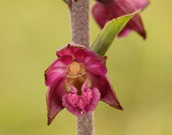 Dark-red Helleborine Epipactis atrorubens