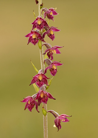 Dark-red Helleborine Epipactis atrorubens