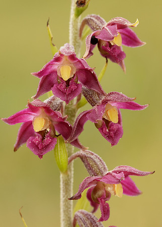 Dark-red Helleborine Epipactis atrorubens