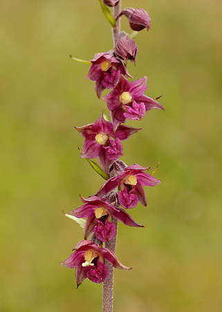 Dark-red Helleborine Epipactis atrorubens