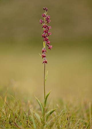 Dark-red Helleborine Epipactis atrorubens