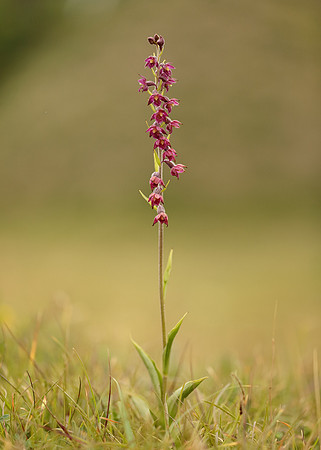 Dark-red Helleborine Epipactis atrorubens