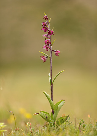 Dark-red Helleborine Epipactis atrorubens