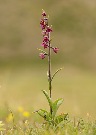 Dark-red Helleborine Epipactis atrorubens