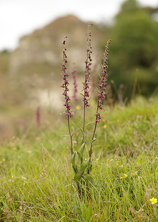Dark-red Helleborine Epipactis atrorubens