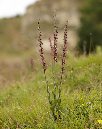 Dark-red Helleborine Epipactis atrorubens