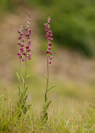 Dark-red Helleborine Epipactis atrorubens